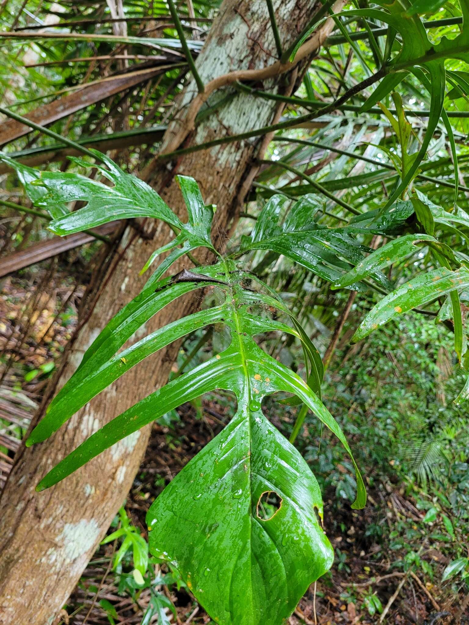 Philodendron pedatum (Hook.) Kunth resmi