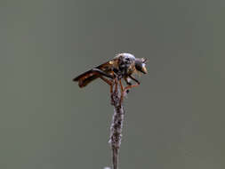 صورة Heteropogon patruelis (Coquillett 1893)