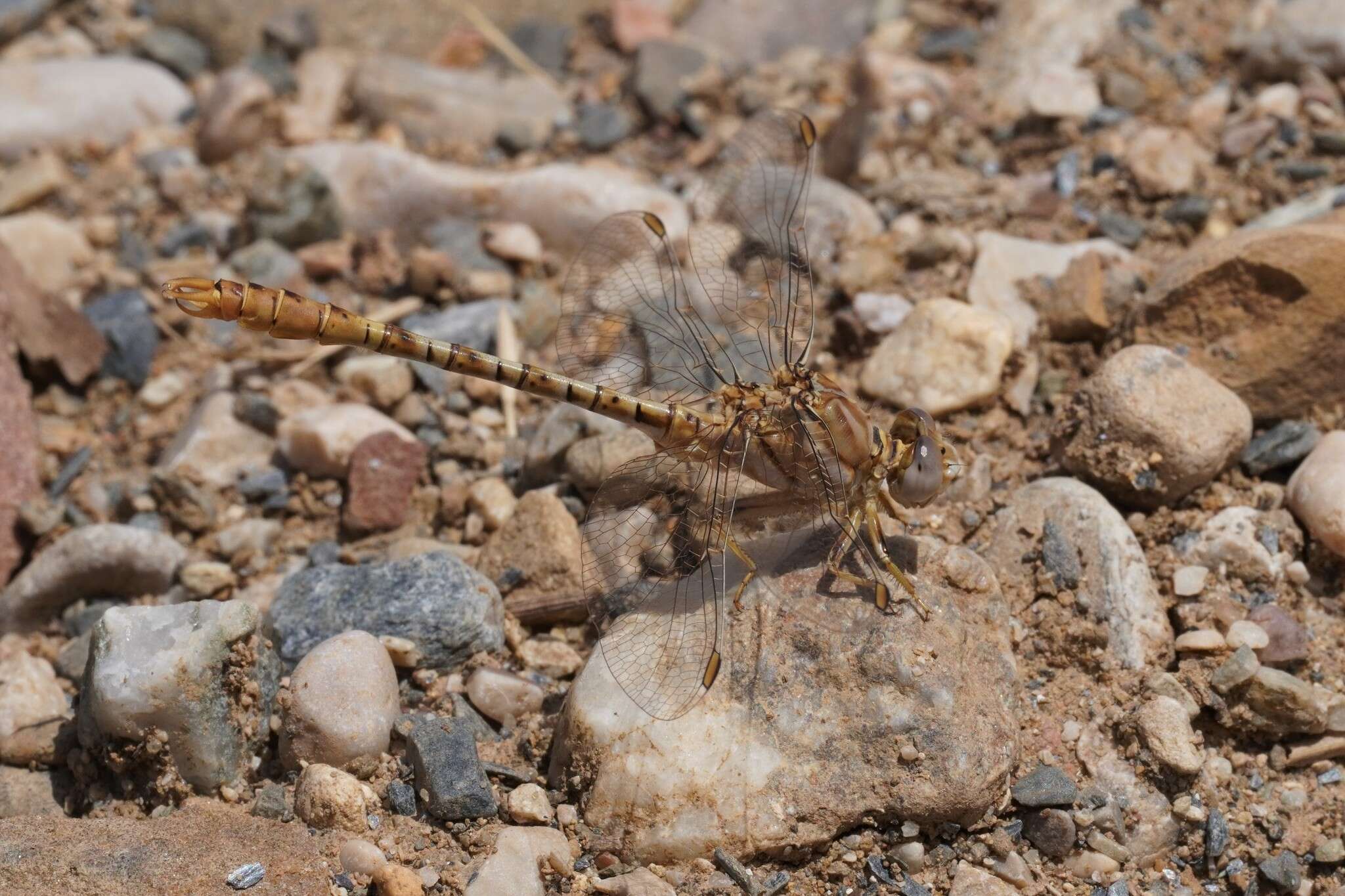 Image of Faded Pincertail