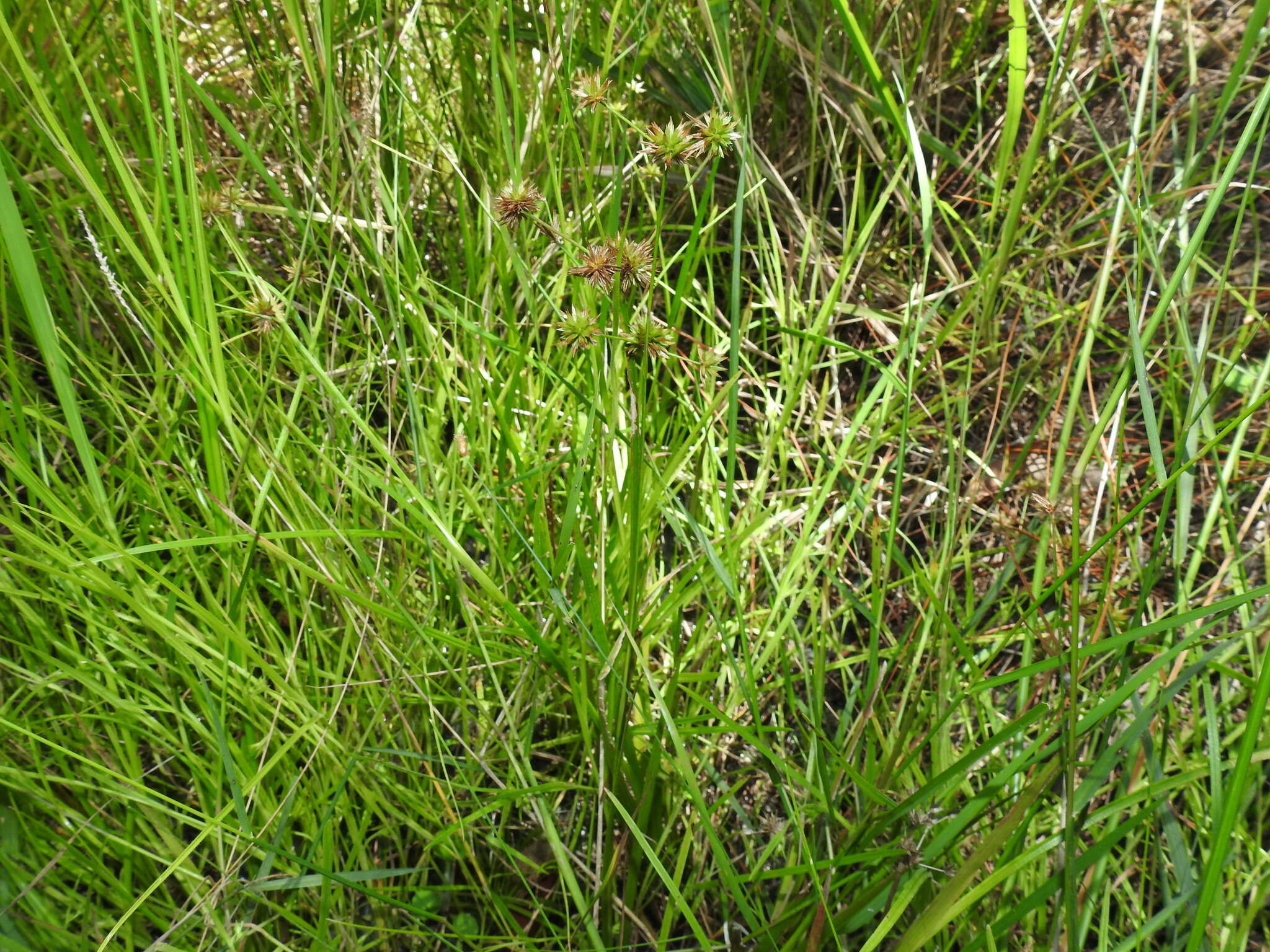 Juncus prismatocarpus R. Br. resmi