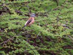 Image of Grey-headed Silverbill