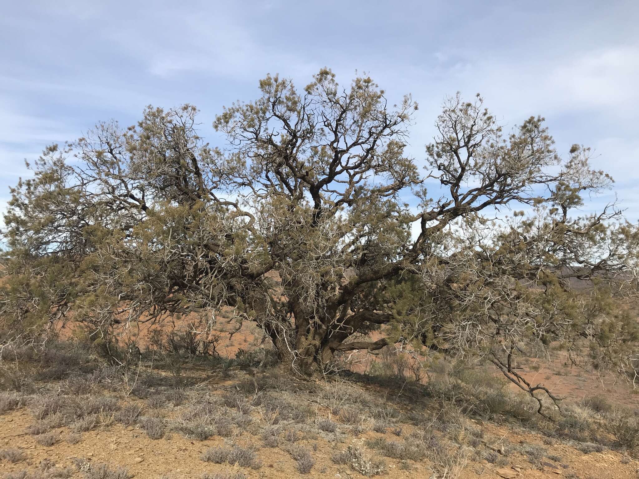 Image de Hakea ednieana Tate