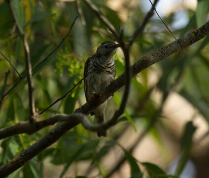 Image of Bar-breasted Honeyeater