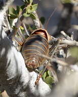 Image of Armoured Katydid