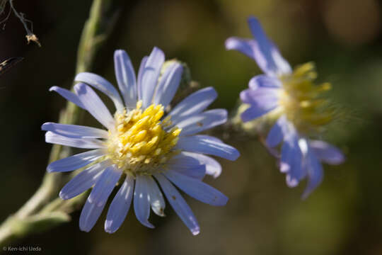 Image of Suisun Marsh aster