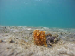 Image of Lined Seahorse