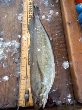 Image of Spotted Codling