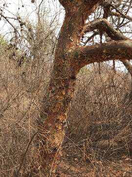 Plancia ëd Bursera leptophloeos Mart.