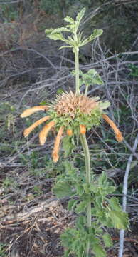 Image of Broadleaf leonotis