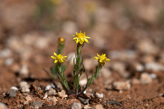 صورة Hyalosperma semisterile (F. Müll.) P. G. Wilson