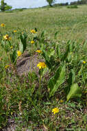 Image of creeping spotflower