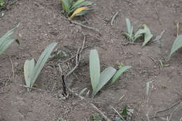 Image of Stenomesson flavum (Ruiz & Pav.) Herb.