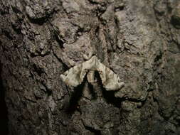 Image of Pudefacted Apatelodes Moth