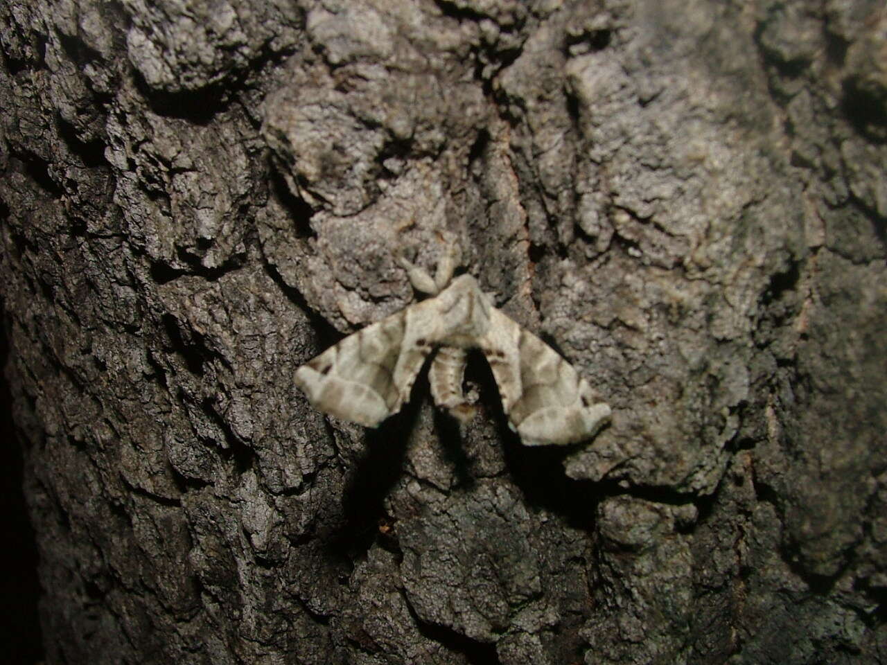 Image of Pudefacted Apatelodes Moth