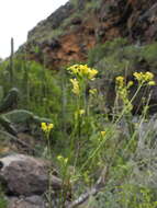 Image of Descurainia millefolia (Jacq.) Webb & Berthel.