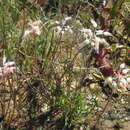 Imagem de Lachenalia polyphylla Baker