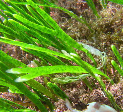 Image of Caulerpa filiformis