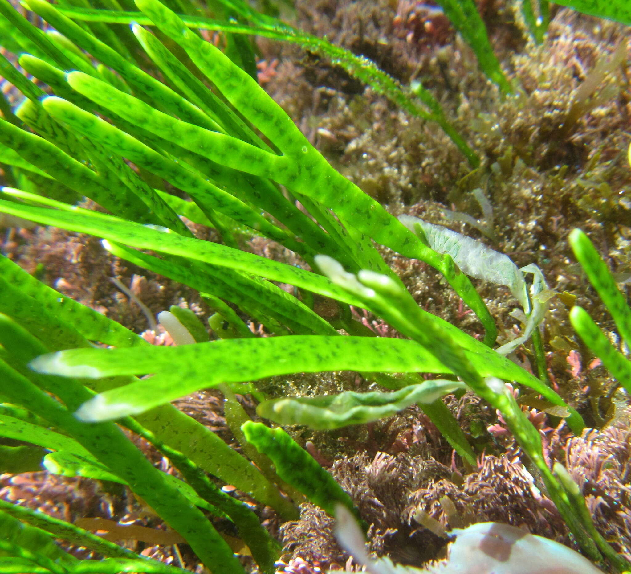 Caulerpa filiformis的圖片