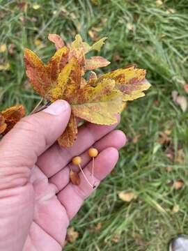 Image of Japanese Crabapple