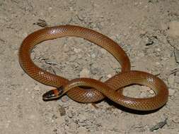 Image of Red-naped Snake