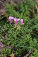 Image of Pelargonium multicaule Jacq.