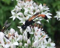 Image de Ammophila pictipennis Walsh 1869