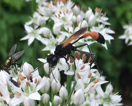 Image of Ammophila pictipennis Walsh 1869