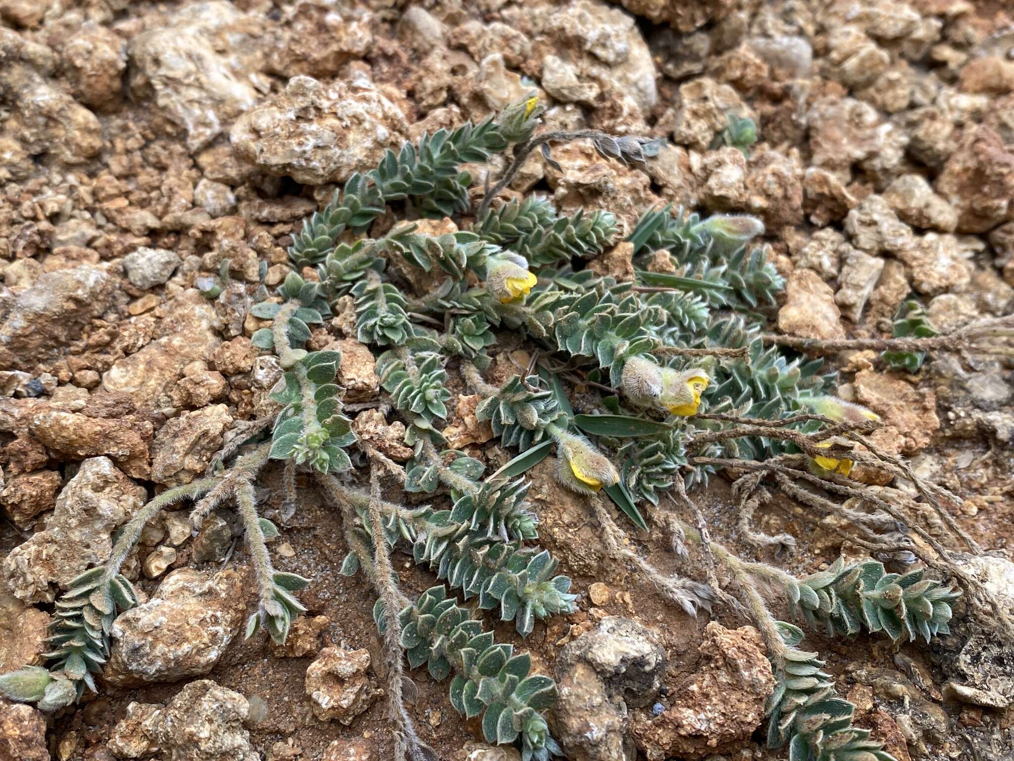 Image of Crotalaria similis Hemsl.