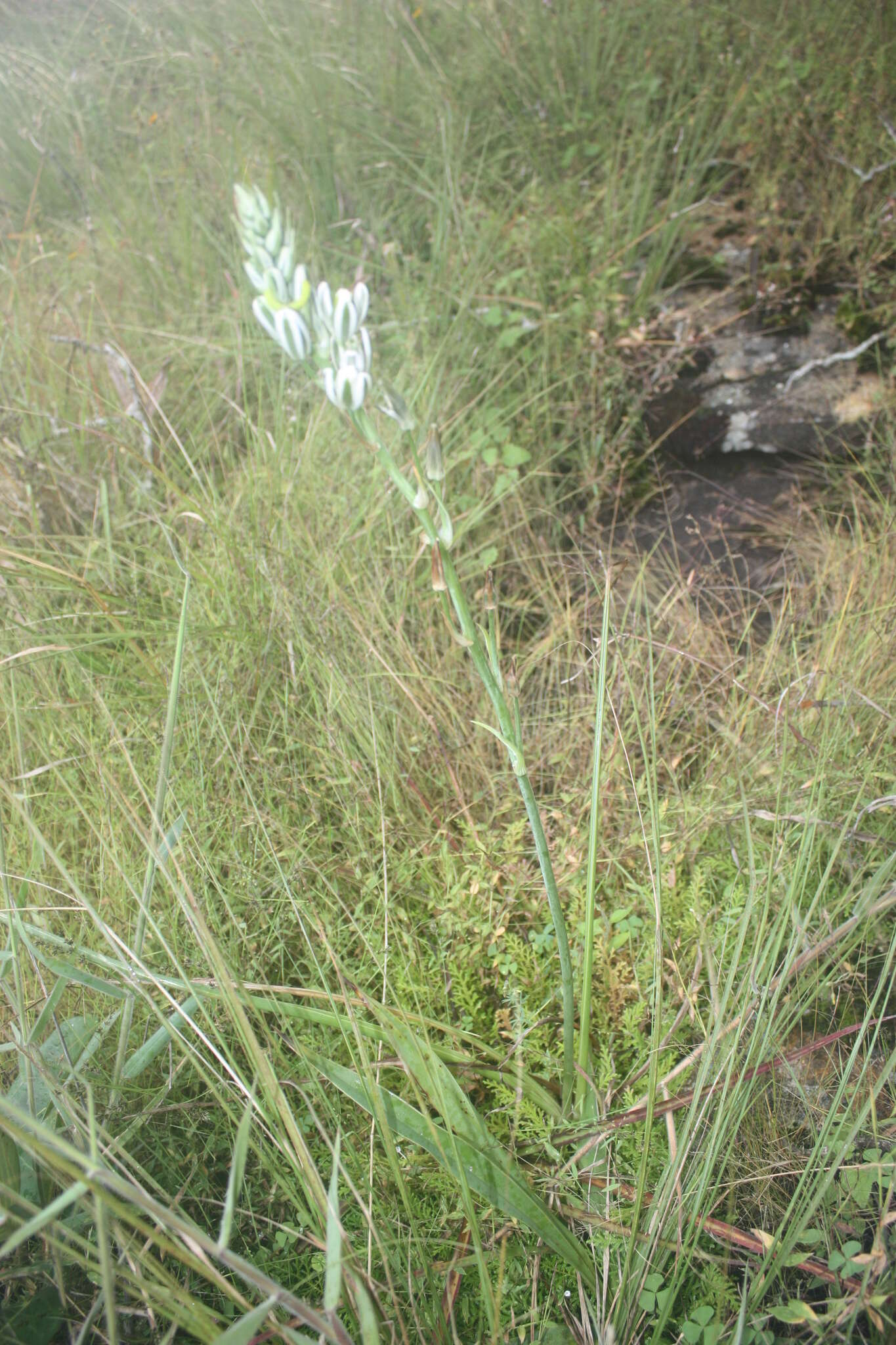 Imagem de Albuca kirkii (Baker) Brenan