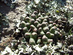 Image of Conophytum turrigerum (N. E. Br.) N. E. Br.