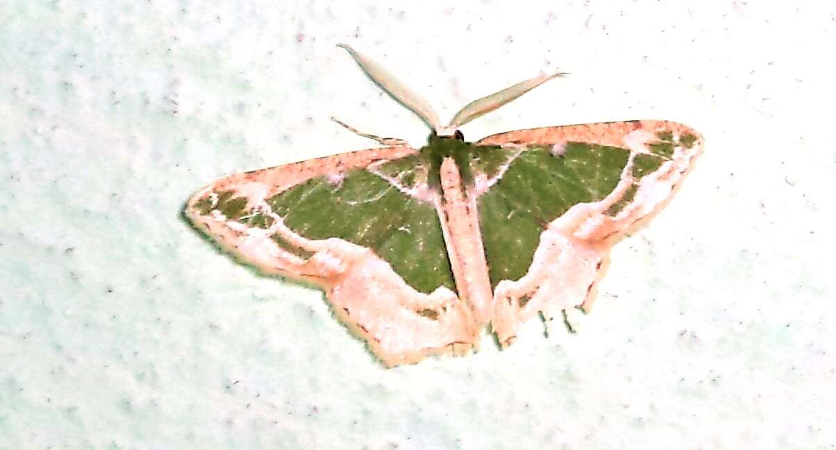 Plancia ëd Eucyclodes alboviridis (Moore 1872)