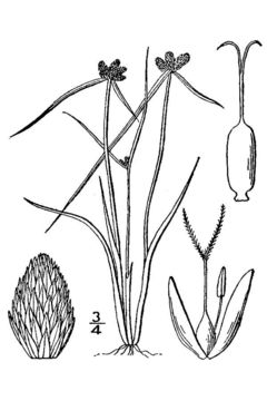 Image of American halfchaff sedge