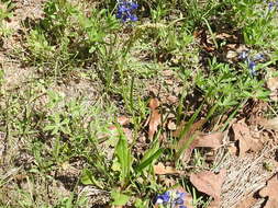 Image de Rumex hastatulus Baldw. apud Ell.