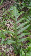 Image of Musk Fern