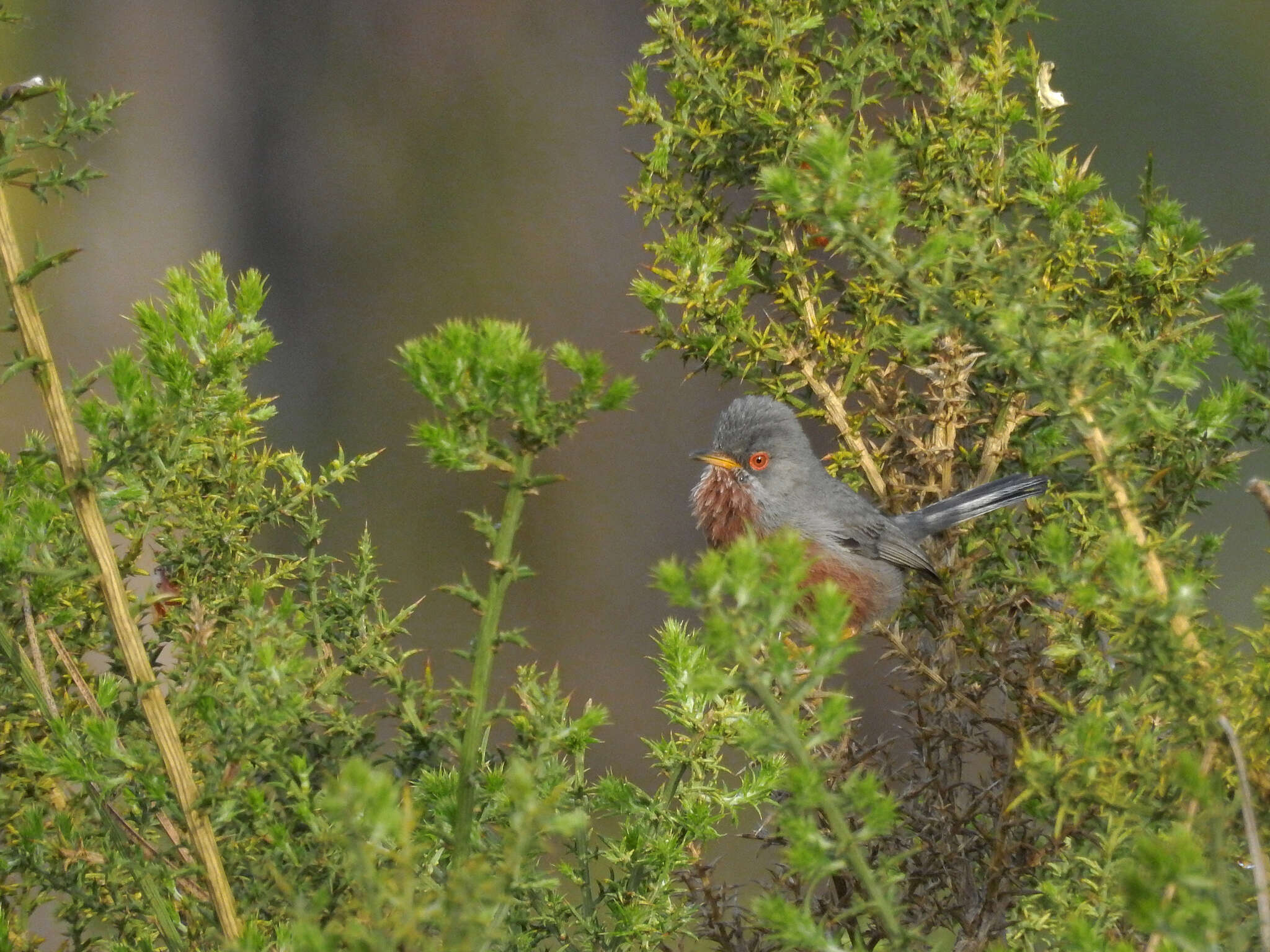 Image of Dartford warbler