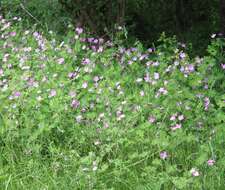 Image of Geranium albanum M. Bieb.