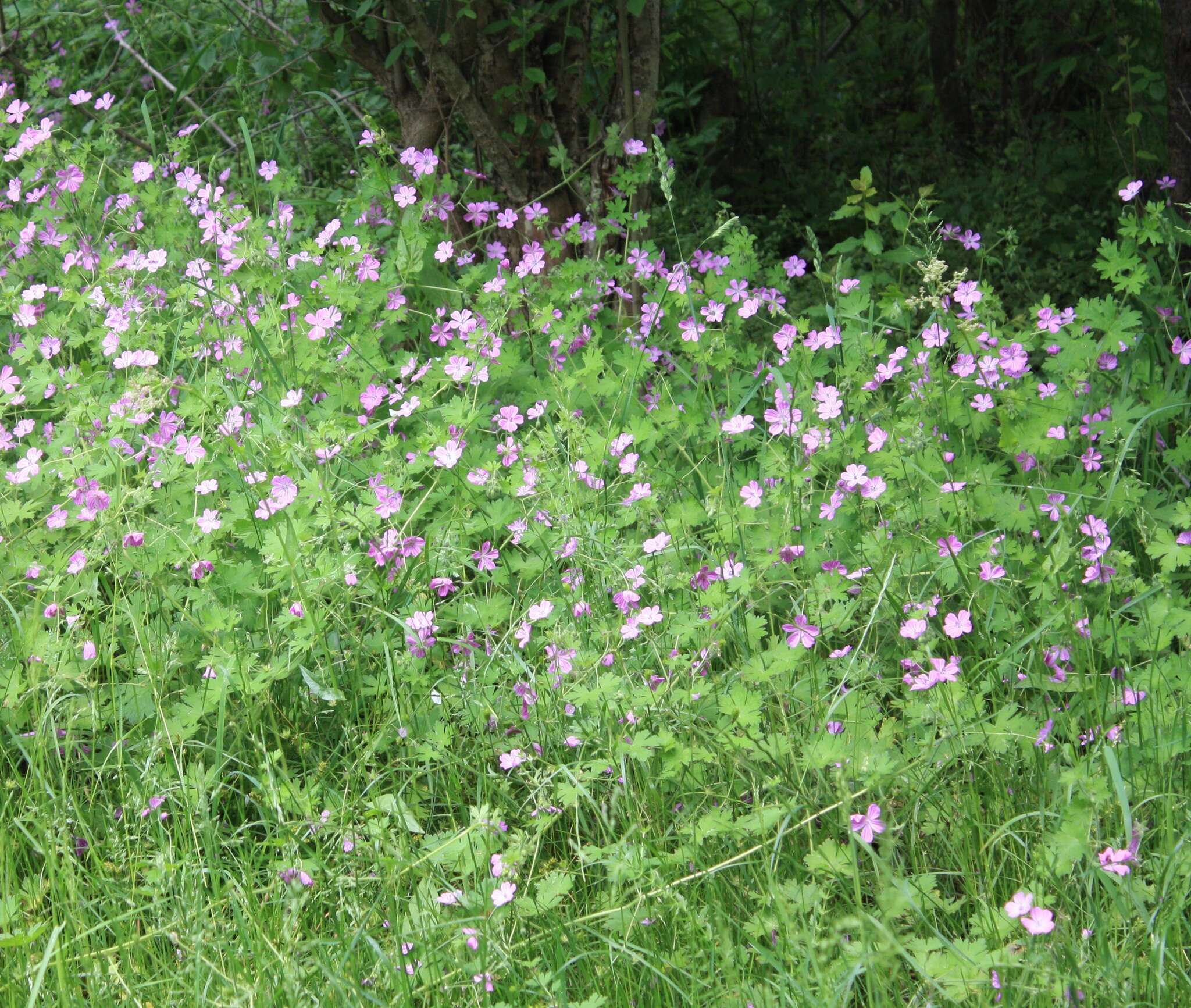 Image of Geranium albanum M. Bieb.