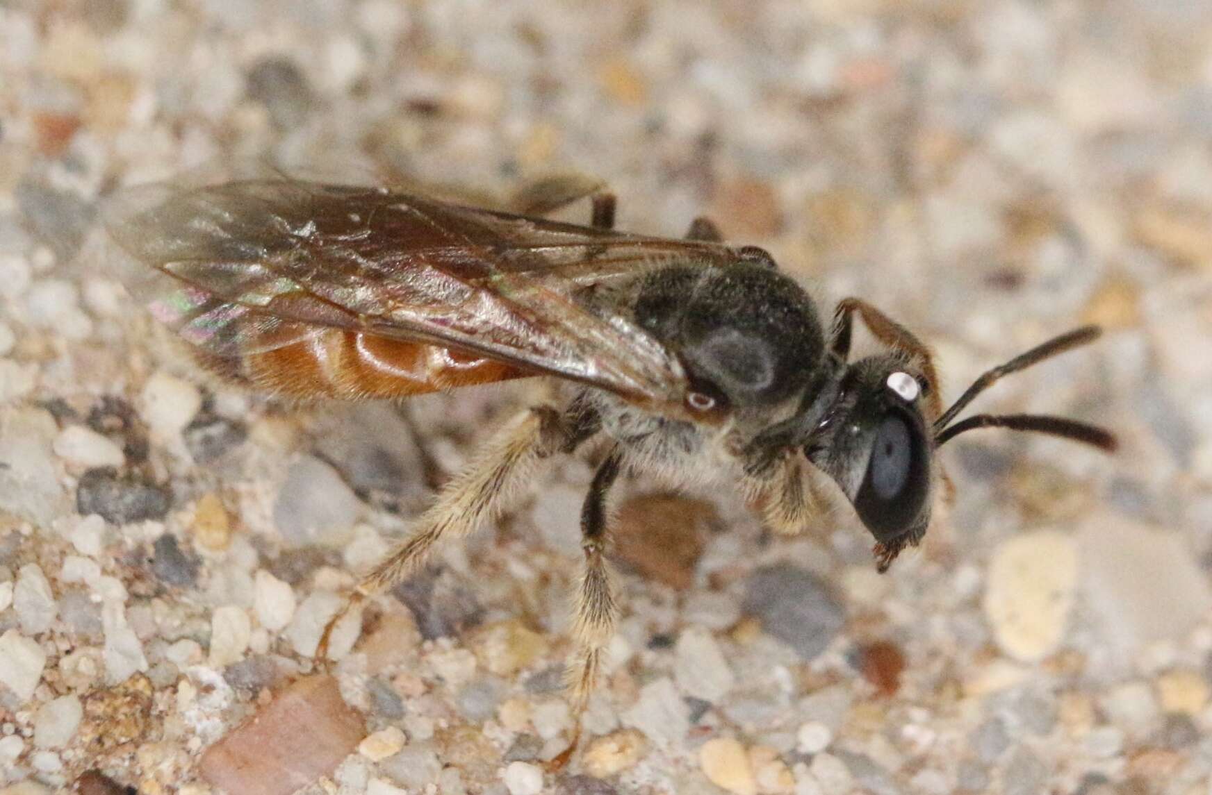 Plancia ëd Lasioglossum texanum (Cresson 1872)