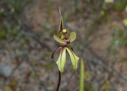 Image of Purple-veined spider orchid