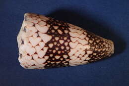 Image of Conus vidua Reeve 1843