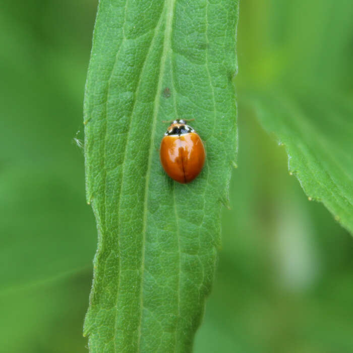 Image of Spotless Lady Beetles