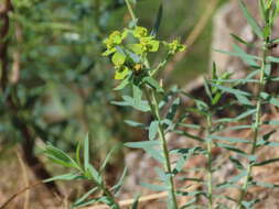 Слика од Euphorbia caesia Kar. & Kir.