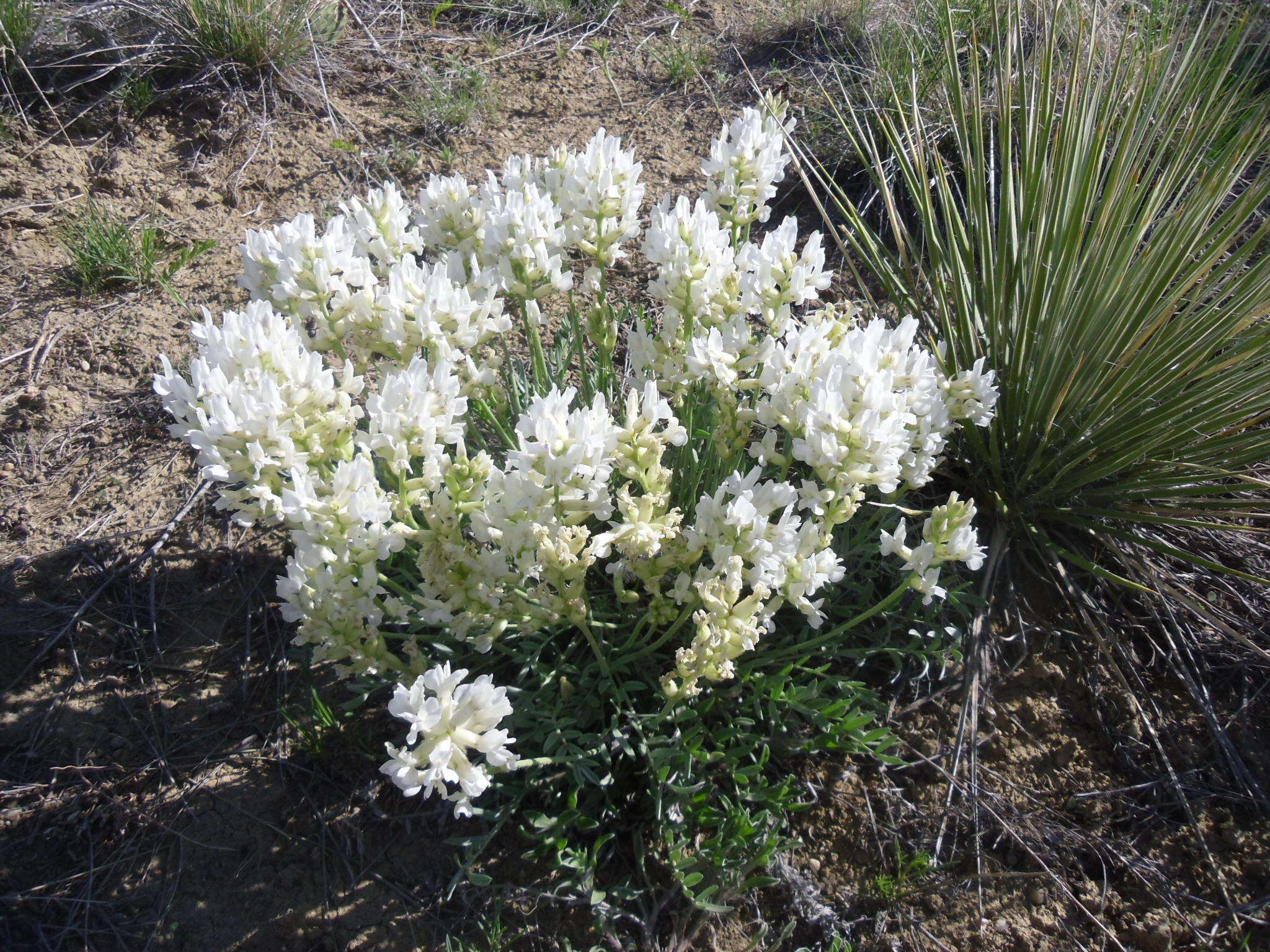 Image of white locoweed