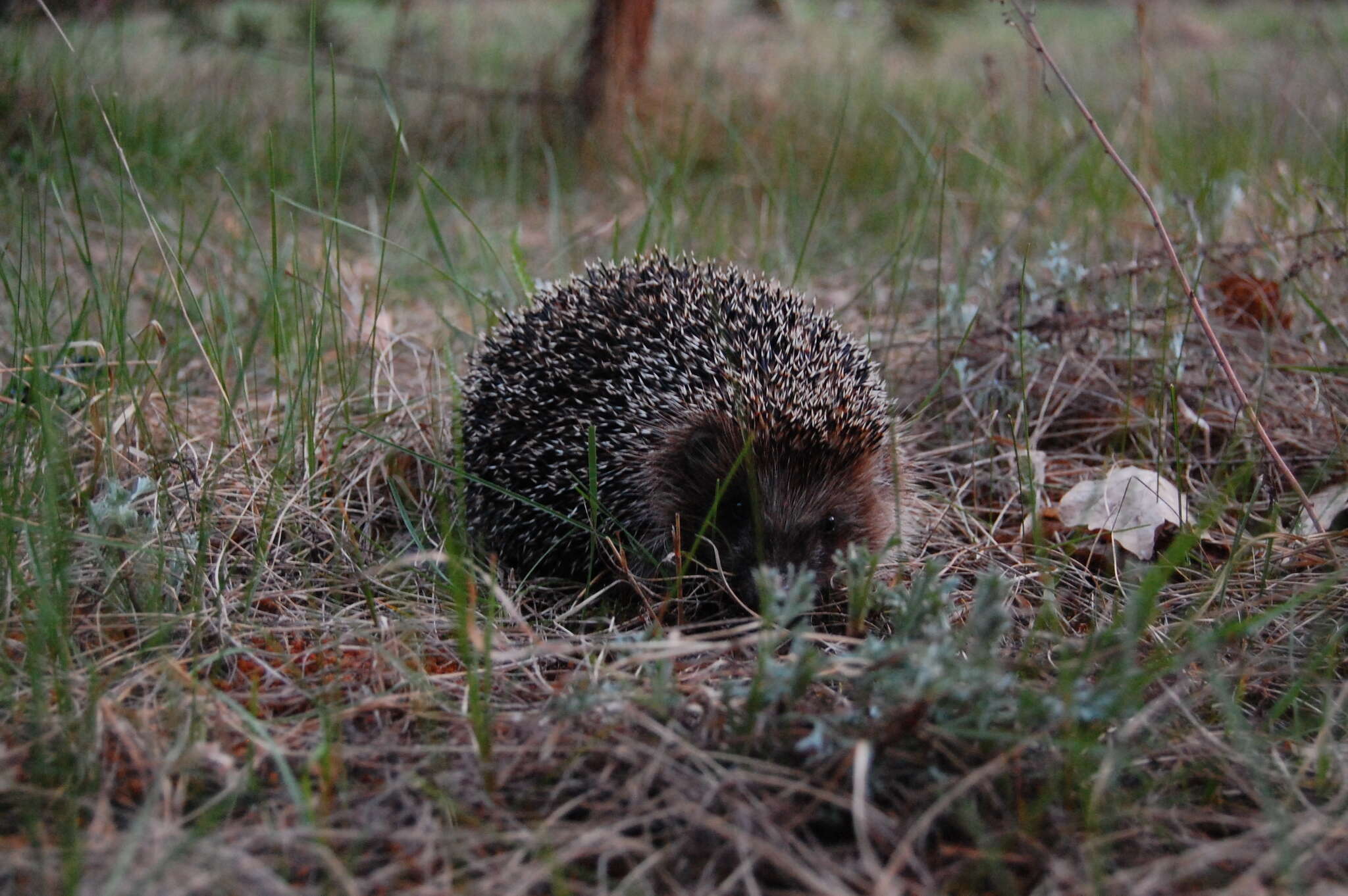 Image of Northern White-Breasted Hedgehog