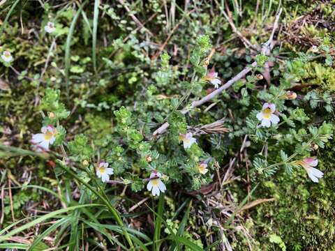 Image of Euphrasia transmorrisonensis Hayata