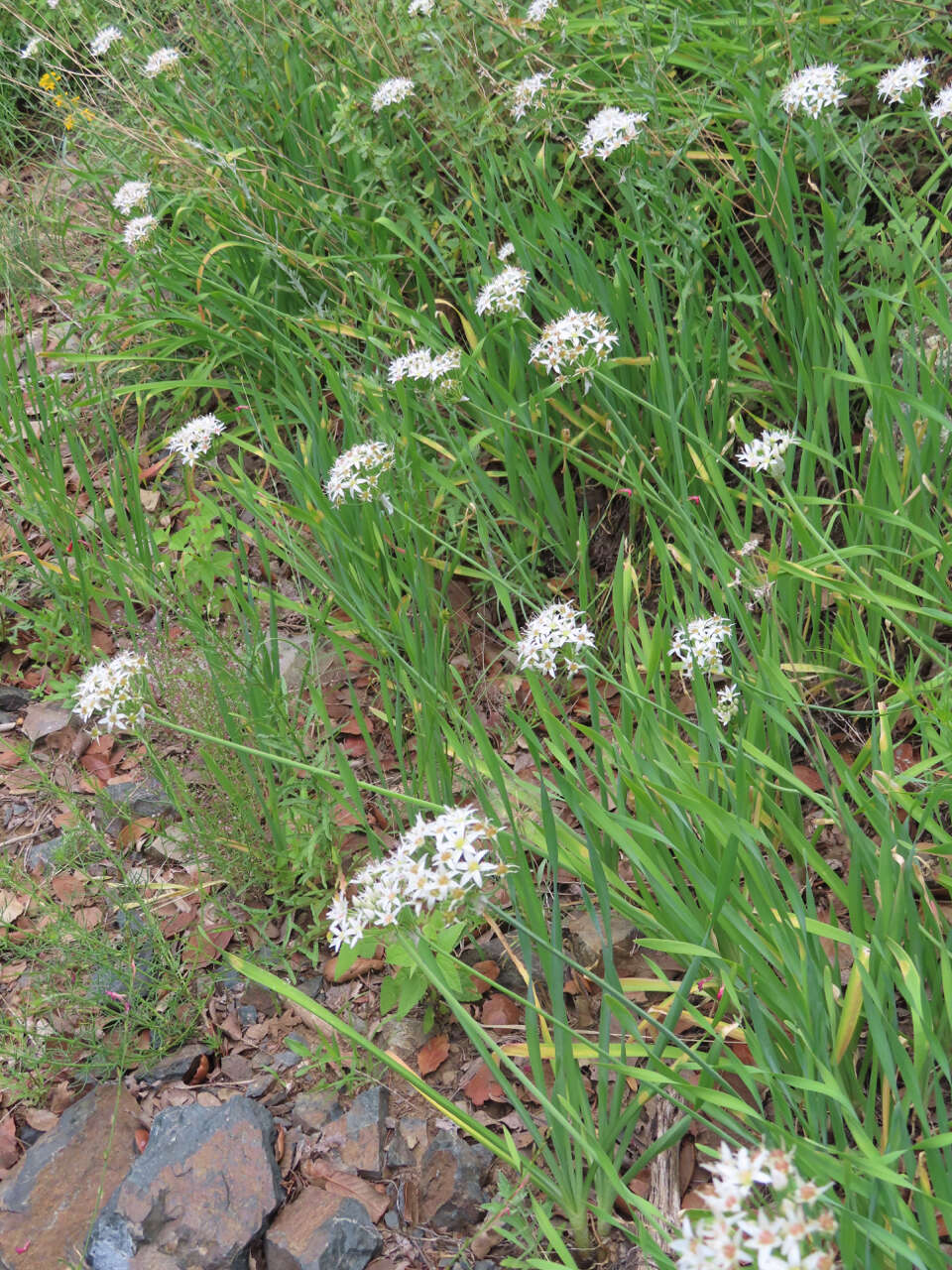 Allium plummerae S. Watson的圖片