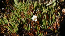 Imagem de Euphrasia repens Hook. fil.