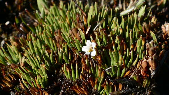 Image de Euphrasia repens Hook. fil.