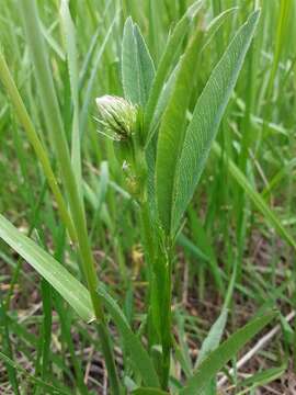 Sivun Trifolium douglasii House kuva