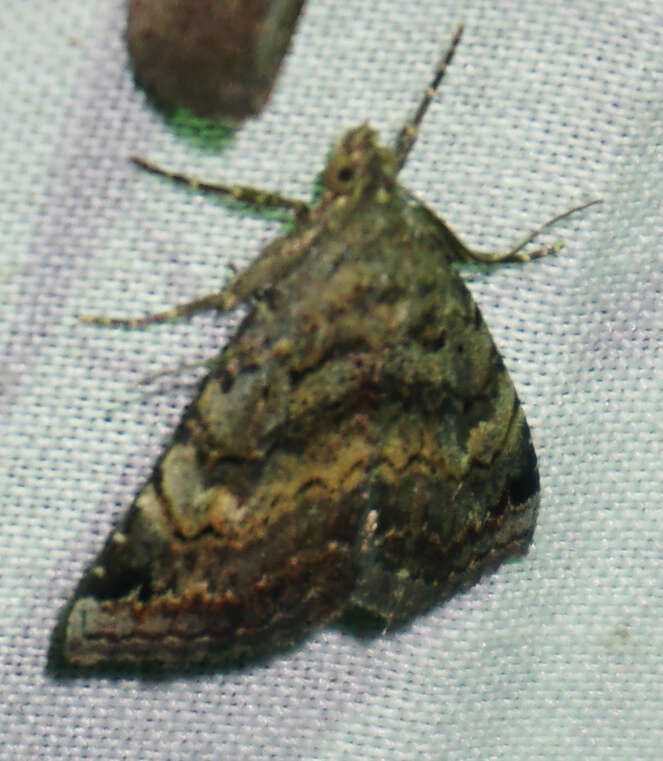 Image of Toxonprucha crudelis Grote 1882